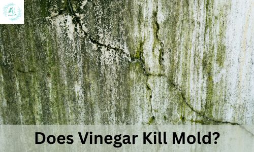 Does Vinegar Kill Mold?
