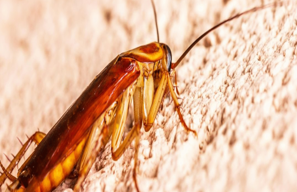Best pest control of cockroaches