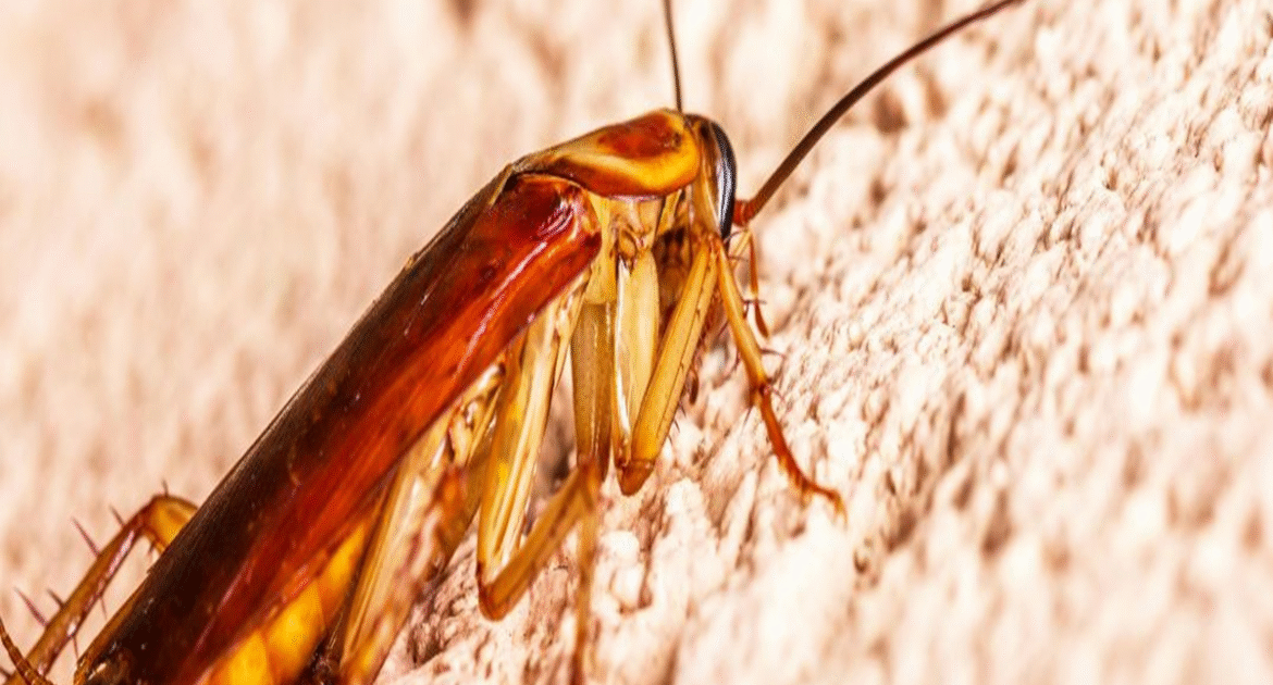 Best pest control of cockroaches
