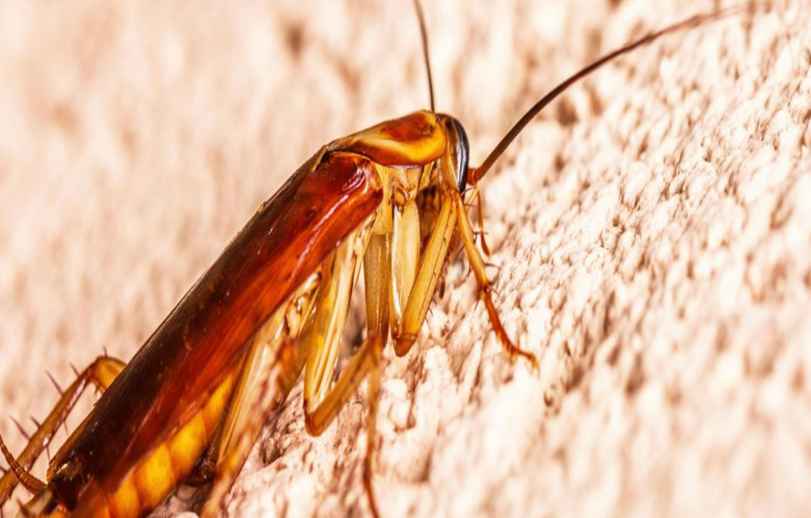 Best pest control of cockroaches Best pest control of cockroaches