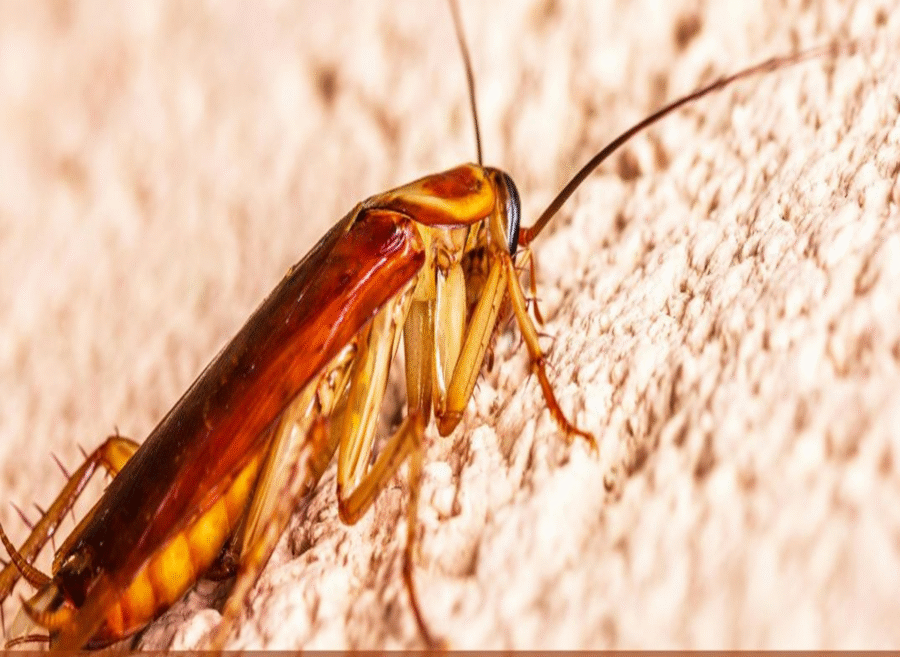 Best pest control of cockroaches