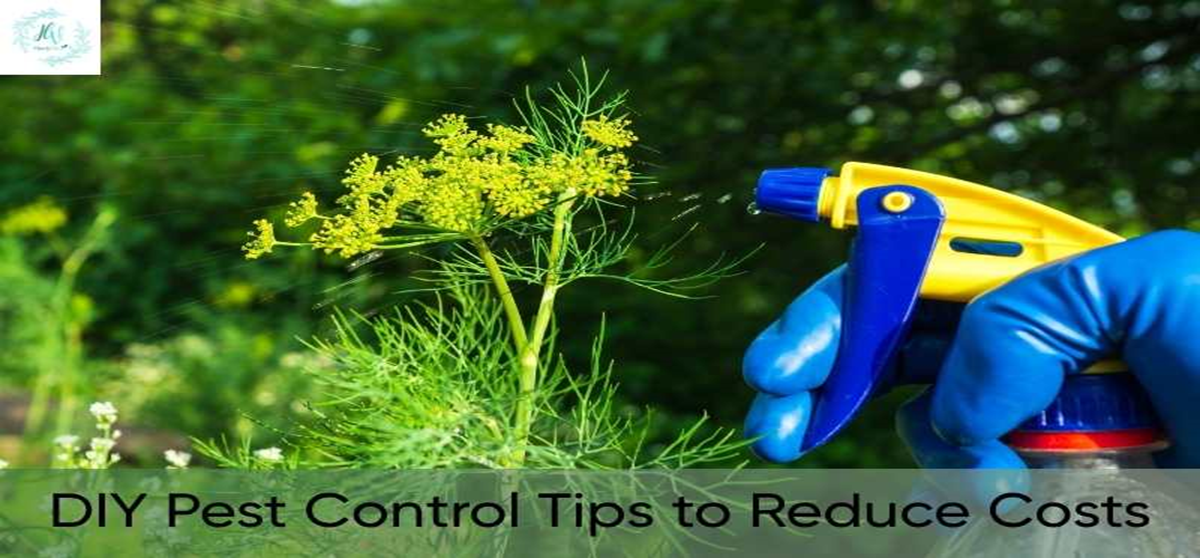 DIY Pest Control Tips to Reduce Costs