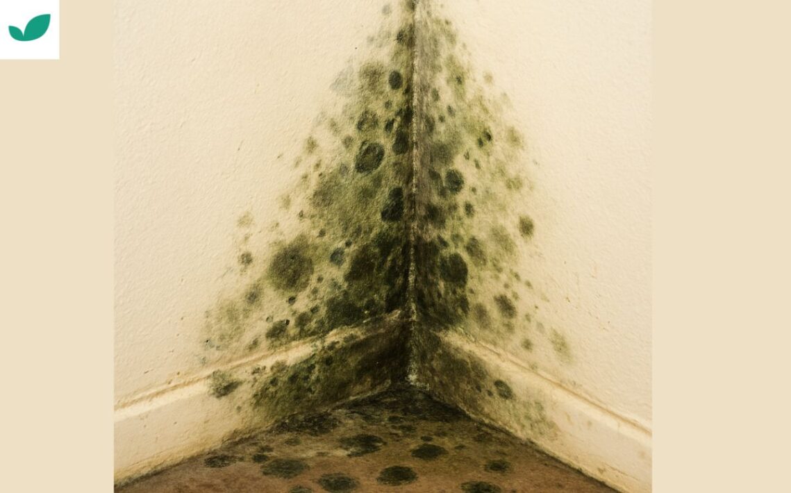 Does-Vinegar-Kill-Mold-