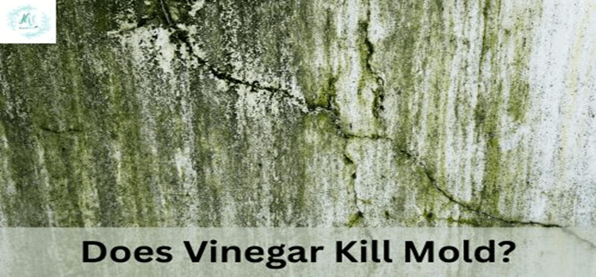 Does Vinegar Kill Mold