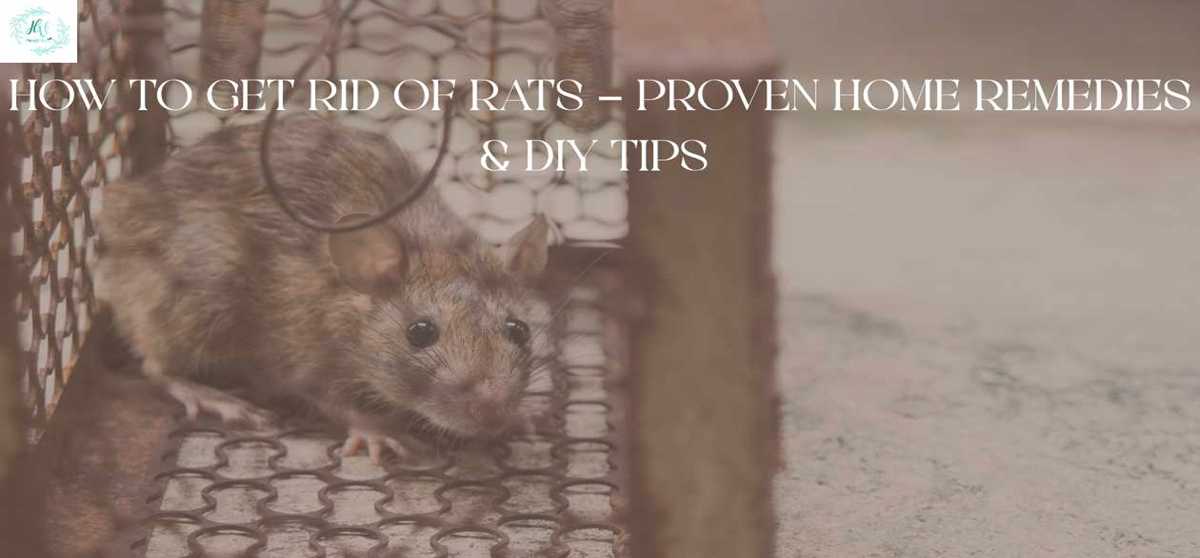 How to Get Rid of Rats – Proven Home Remedies & DIY Tips
