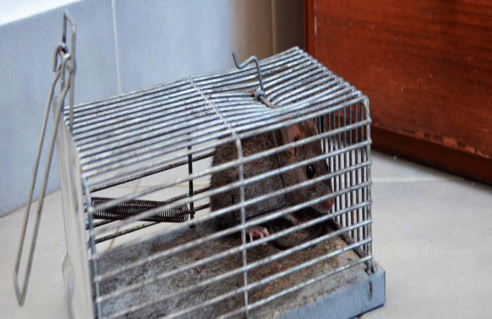 What Kills Rats Instantly Home Remedies & Fast-Acting Solutions