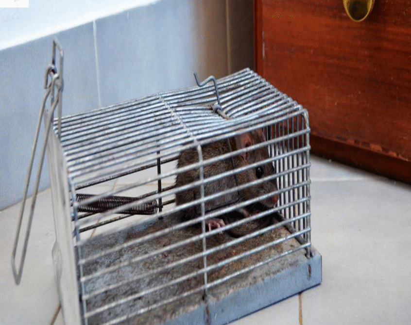 What Kills Rats Instantly Home Remedies & Fast-Acting Solutions