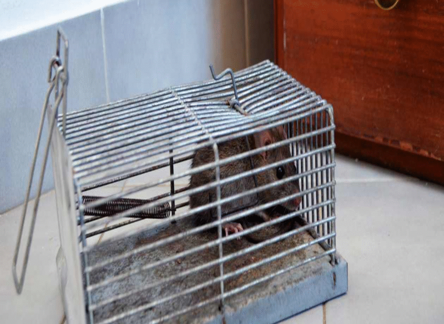 What Kills Rats Instantly Home Remedies & Fast-Acting Solutions