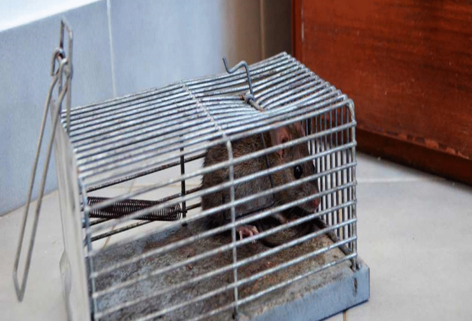What Kills Rats Instantly Home Remedies & Fast-Acting Solutions