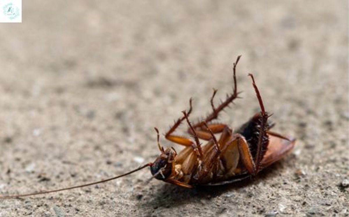pest control of cockroaches