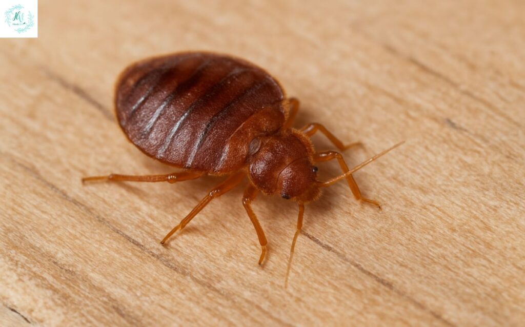 Bed-Bug-Heat-Treatment