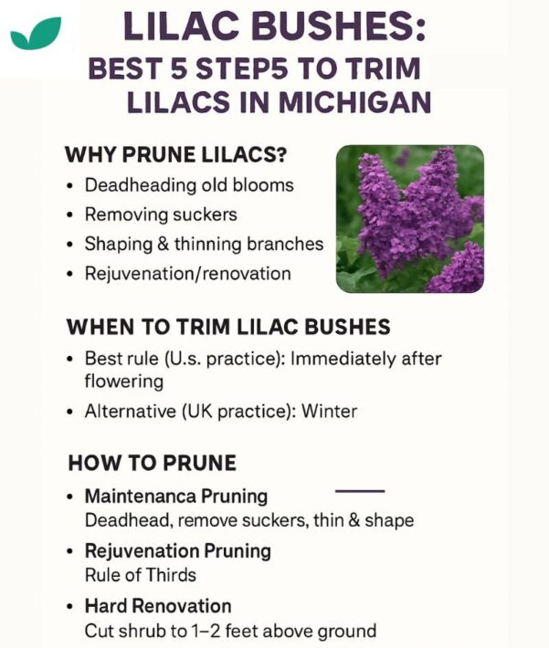 Lilac Bushes