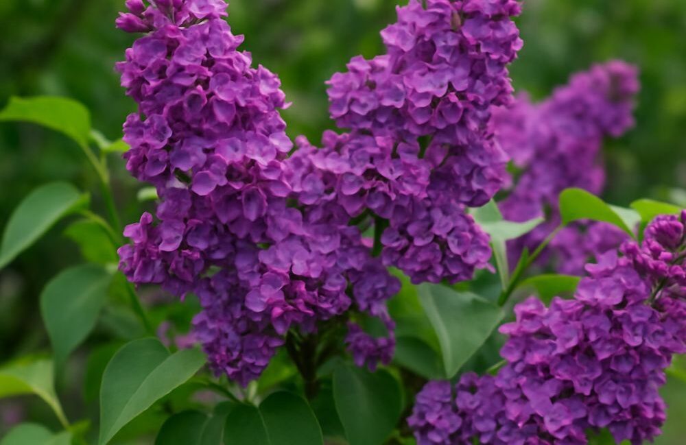 Lilac Bushes