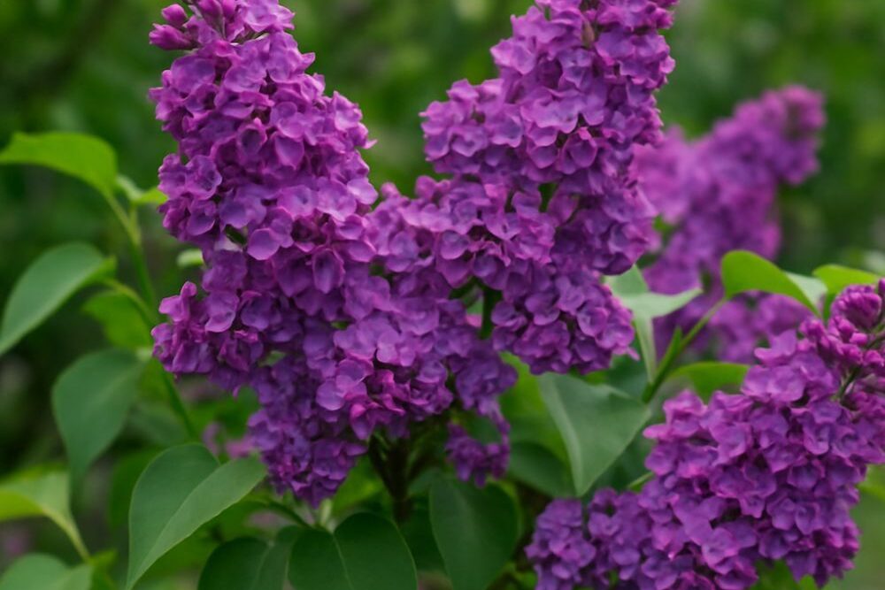 Lilac Bushes