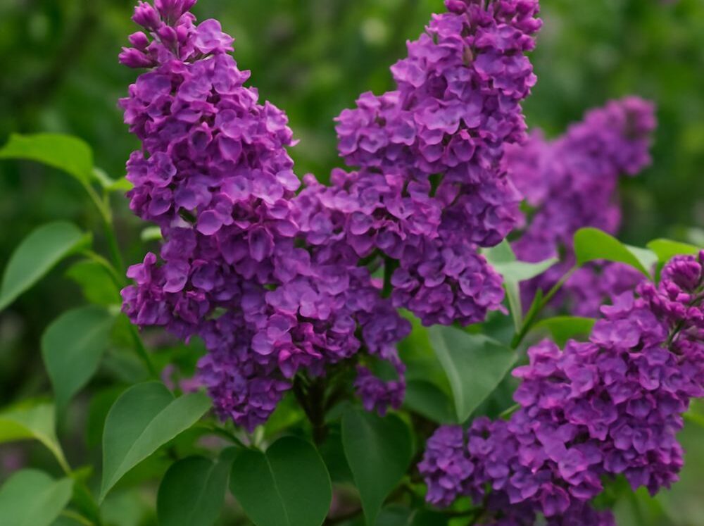Lilac Bushes Lilac Bushes