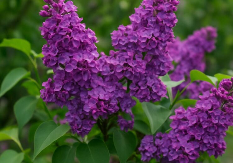 Lilac Bushes Lilac Bushes